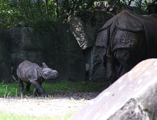 neugierig, der Kleine. Raptis Panzernashorn-Baby hatte am 09.09.2015 seine Premiere:  erstmals vor Publikum - die Presse und die Besucher ware begeistert von dem Jungtier. (©Foto: Marikka-Laila Maisel)